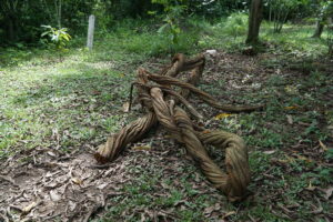 South America horizons